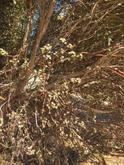 Eucalyptus oleosa