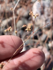 Eriogonum capillare