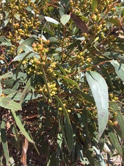 Eucalyptus oleosa