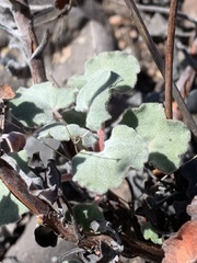 Eriogonum capillare