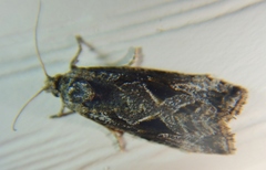 Endothenia nubilana