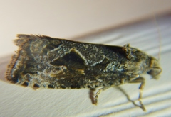 Endothenia nubilana