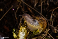 Cornu aspersum