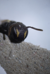 Hylaeus