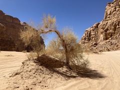 Haloxylon persicum