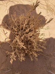 Stachys aegyptiaca