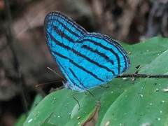 Cepheuptychia cephus