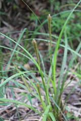 Carex phleoides