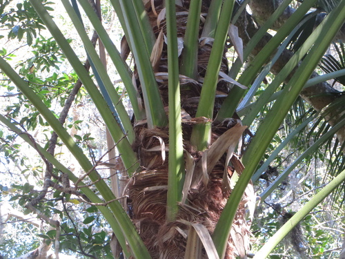 Livistona chinensis