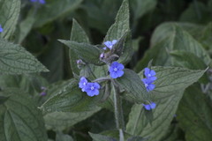Pentaglottis sempervirens