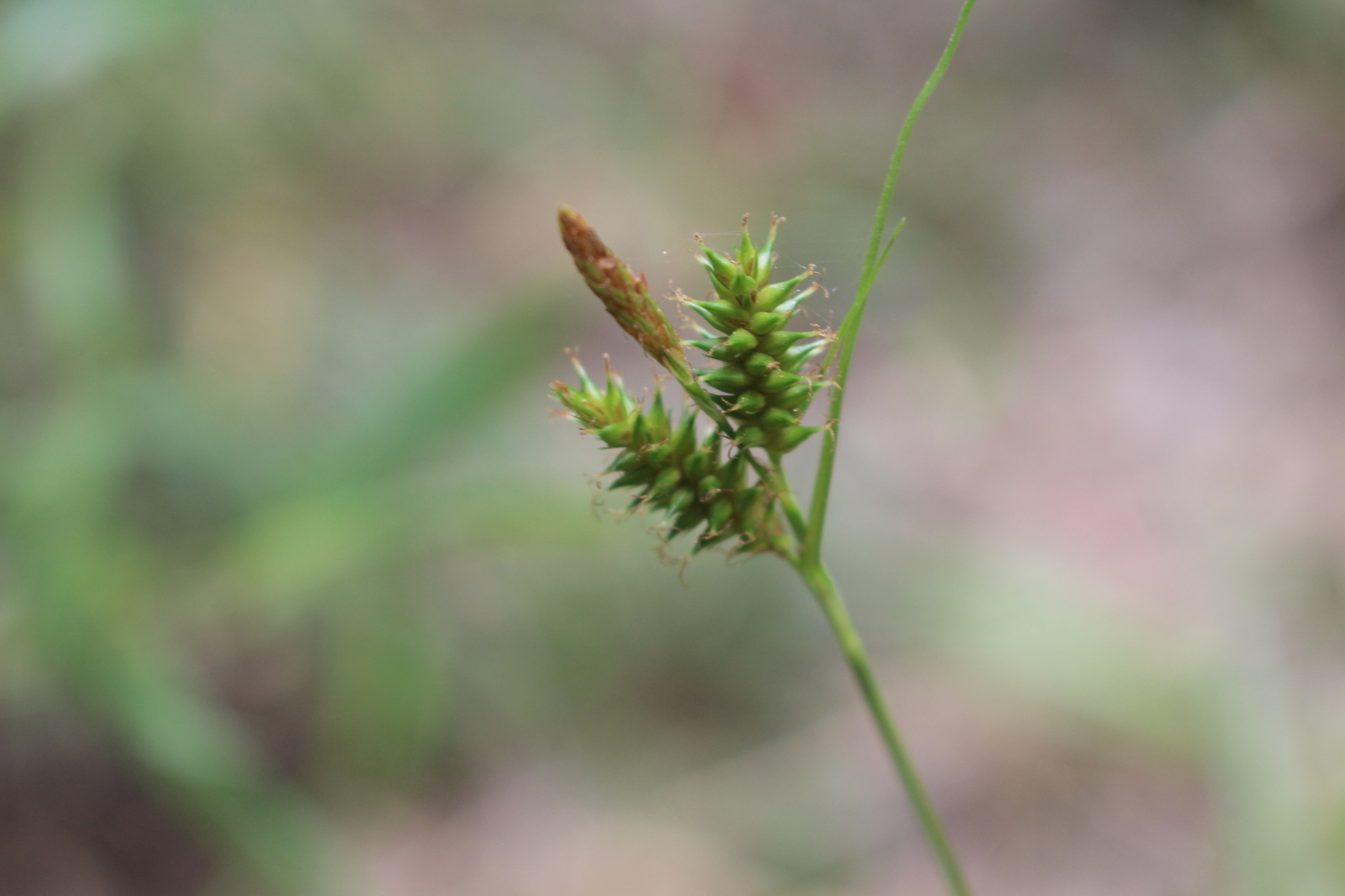 Carex fuscula