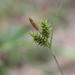 Carex fuscula - Photo 由 Paulo Muñoz 所上傳的 (c) Paulo Muñoz，保留部份權利CC BY-NC