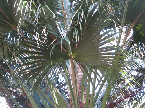 Livistona chinensis