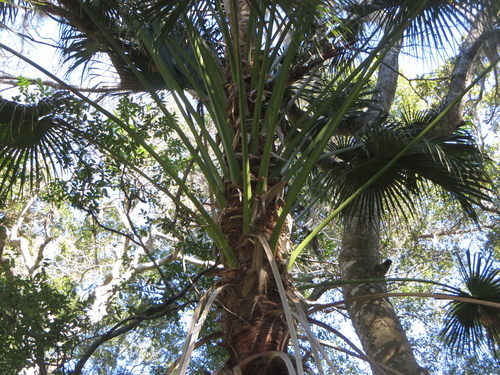 Livistona chinensis