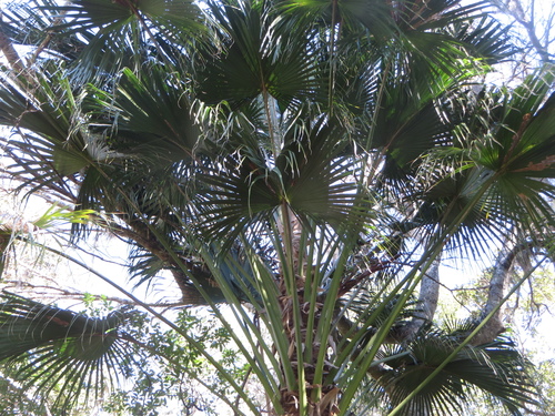 Livistona chinensis
