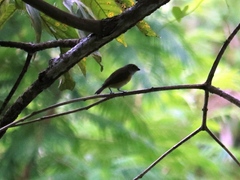 Euphonia hirundinacea