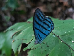 Cepheuptychia cephus