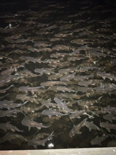 Hardhead Catfish, Anclote River, Tarpon Springs, FL, US, photo 7 of 10