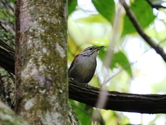 Thryophilus rufalbus