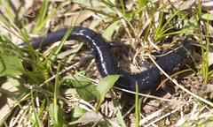 Plethodon chattahoochee