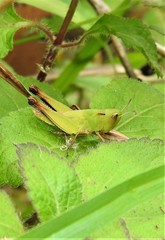 Aiolopus thalassinus