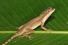 Anolis bicaorum