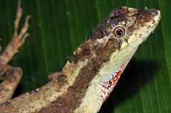 Anolis bicaorum