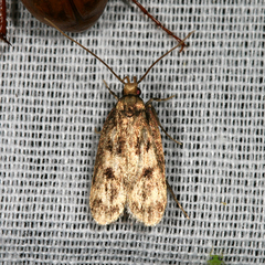 Aglossa disciferalis