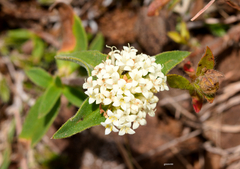 Mitracarpus megapotamicus