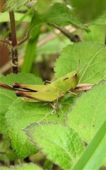 Aiolopus thalassinus