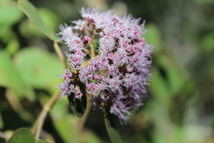 Ageratina tomentella