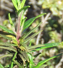 Neolasioptera mimuli