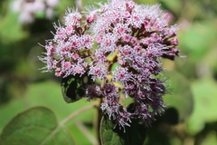 Ageratina tomentella