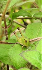 Aiolopus thalassinus