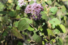 Ageratina tomentella