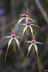 Caladenia lorea