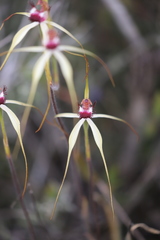 Caladenia lorea
