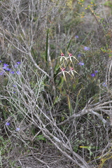 Caladenia lorea