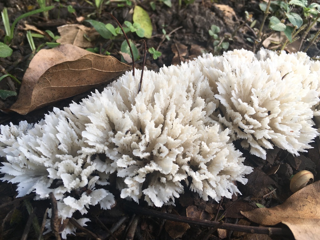 Irpex rosettiformis · November 2021 · photo: © luchomartinez (iNaturalist, cc-by-nc-sa)