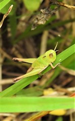 Aiolopus thalassinus