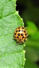 Henosepilachna sumbana