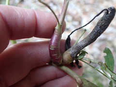 Neolasioptera lupini