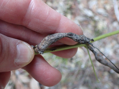 Neolasioptera lupini