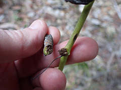 Neolasioptera lupini