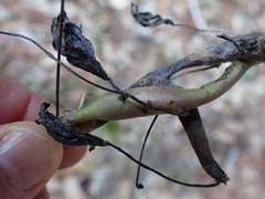 Neolasioptera lupini