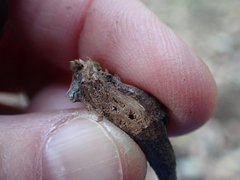 Neolasioptera lupini