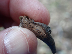 Neolasioptera lupini