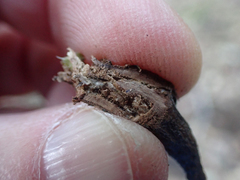 Neolasioptera lupini