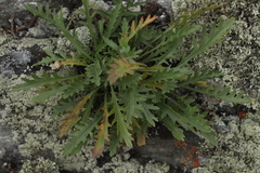 Patrinia intermedia