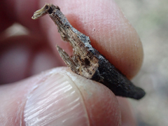 Neolasioptera lupini